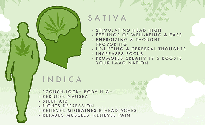 Sativa-Indica-Effects