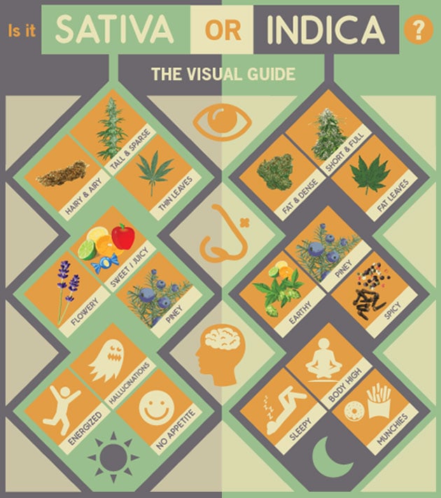 Sativa Indica Marijuana