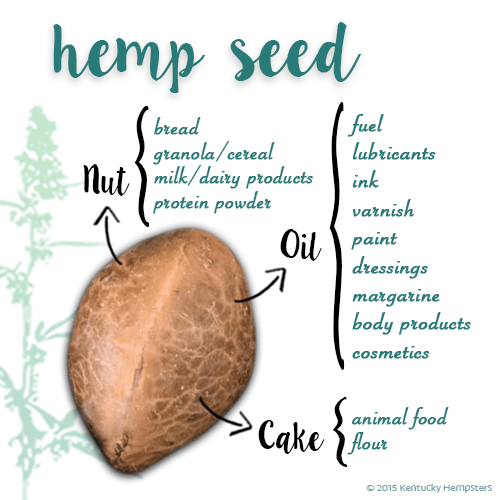 Hemp Seed Infographic
