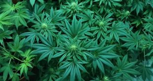 Cannabis Plant Illinois