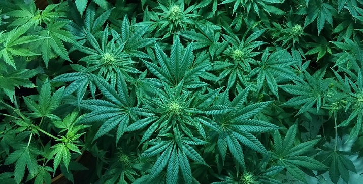 Cannabis Plant Illinois