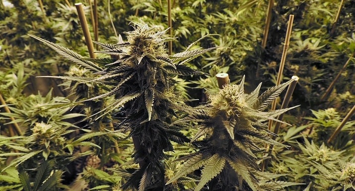 Canada Cannabis Law